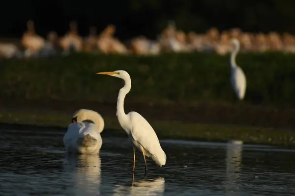 Büyük Akbalıkçıl - (Ardea alba) su üzerinde