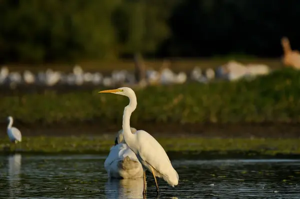 Büyük Akbalıkçıl - (Ardea alba) su üzerinde