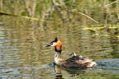 Büyük tepeli batağan - Podiceps cristatus