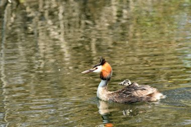 Büyük tepeli batağan - Podiceps cristatus