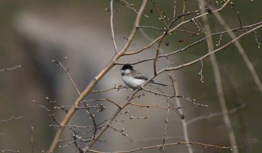 Sombre tit - (Poecile lugubris)on forest