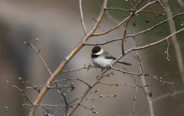 Sombre tit - (Poecile lugubris)on forest