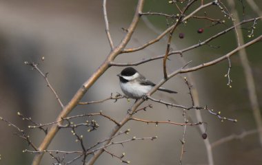Sombre tit - (Poecile lugubris)on forest