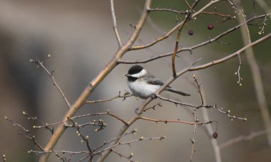 Sombre tit - (Poecile lugubris)on forest