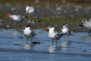 Caspian Tern- (Hydroprogne Caspia) karada