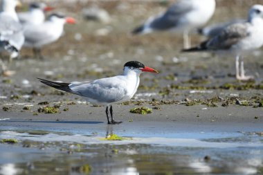 Caspian Tern- (Hydroprogne Caspia) karada