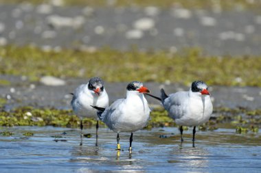 Caspian Tern- (Hydroprogne Caspia) karada