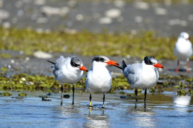 Caspian Tern- (Hydroprogne Caspia) karada