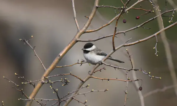 Sombre tit - (Poecile lugubris)on forest