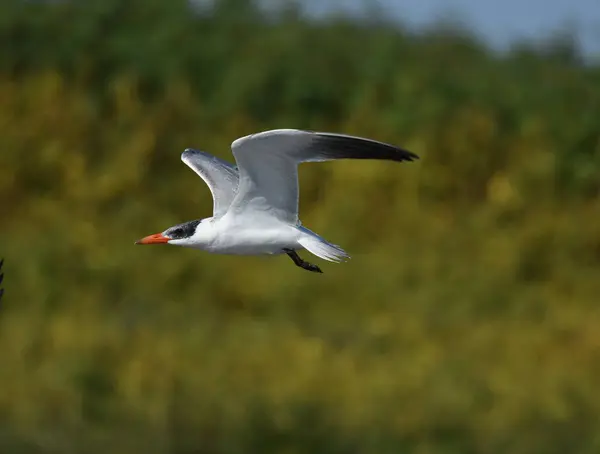 Caspian Tern- (Hydroprogne Caspia) karada
