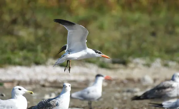 Caspian Tern- (Hydroprogne Caspia) karada