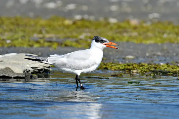 Caspian Tern- (Hydroprogne Caspia) karada