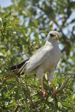Doğu Soluk İlahili Kara Şahin - (Melierax metabates) Doğu Soluk İlahili Şahin - (Melierax metabates)