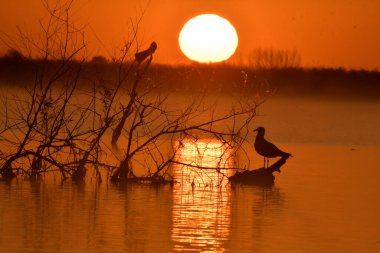 Kuşlarla dolu bir gölde sabah