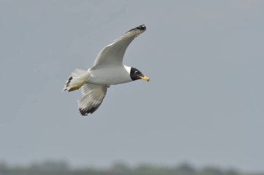 Pallas, martı - (Larus ichthyaetus) uçuş
