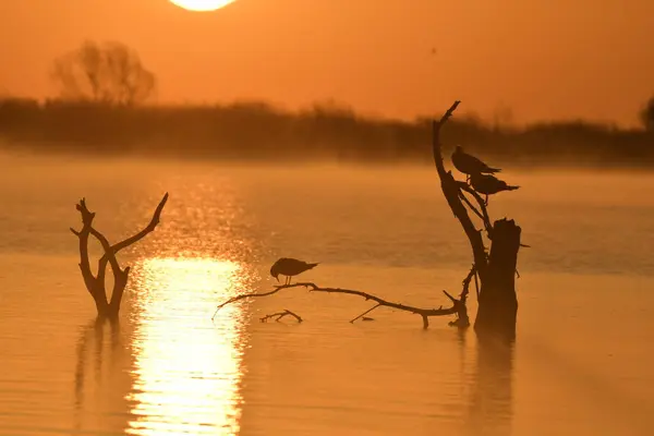 Kuşlarla dolu bir gölde sabah