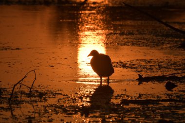 Common coot on sunset - Fulica atra clipart