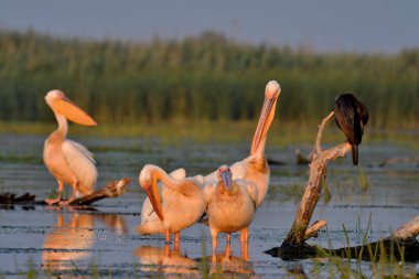 Caspian martı - Larus Kachinnans su üstünde