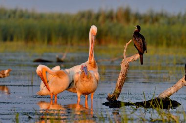 Beyaz pelikan - Pelecanus onocrotalus on water
