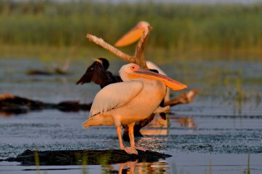 Beyaz pelikan - Pelecanus onocrotalus on water