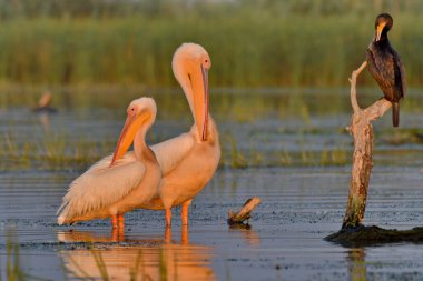 Beyaz pelikan - Pelecanus onocrotalus on water