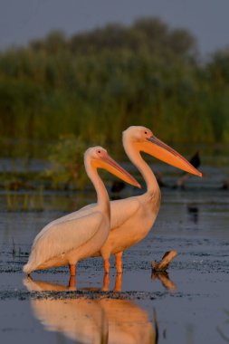 Beyaz pelikan - Pelecanus onocrotalus on water