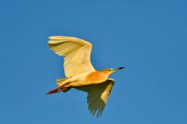 Squacco Heron - (Ardeola ralloides) ağaçta