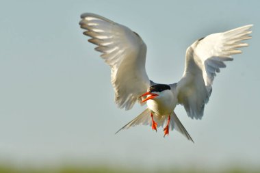 Yaygın fener - Uçuşta Sterna hirundo