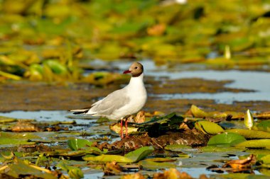 Siyah başlı martı - (Chroicocephalus ridibundus) 