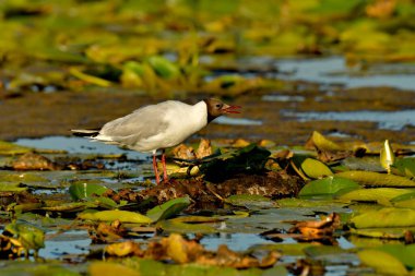 Siyah başlı martı - (Chroicocephalus ridibundus) 