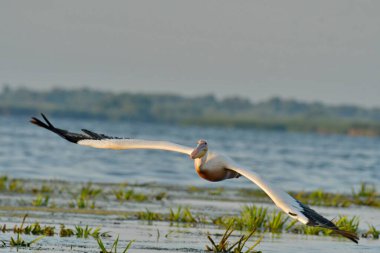 Beyaz pelikan - Göldeki Pelecanus onocrotalus