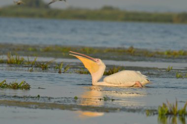 Beyaz pelikan - Göldeki Pelecanus onocrotalus