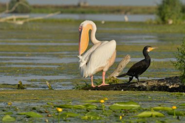 Beyaz pelikan - Göldeki Pelecanus onocrotalus