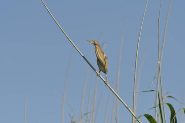 Küçük Bittern - (Ixobrychus minute) sazlıkta