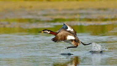 Kırmızı boyunlu yunus - Podiceps griseigena