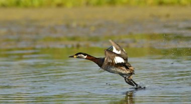 Kırmızı boyunlu yunus - Podiceps griseigena