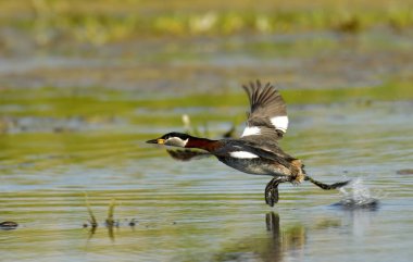Kırmızı boyunlu yunus - Podiceps griseigena