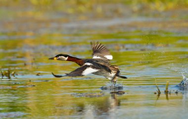 Kırmızı boyunlu yunus - Podiceps griseigena