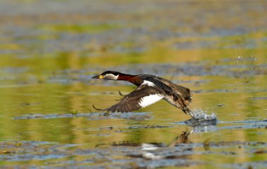 Kırmızı boyunlu yunus - Podiceps griseigena