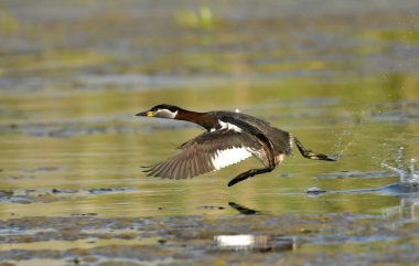 Kırmızı boyunlu yunus - Podiceps griseigena