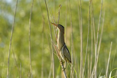 Küçük Bittern - (Ixobrychus minute) sazlıkta
