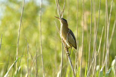 Küçük Bittern - (Ixobrychus minute) sazlıkta