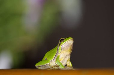 Avrupa Ağaç Kurbağası (Hyla arborea) 