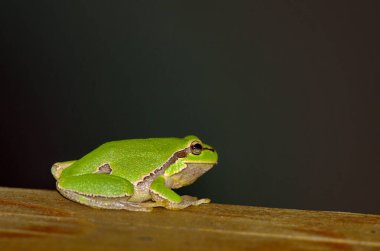 Avrupa Ağaç Kurbağası (Hyla arborea) 