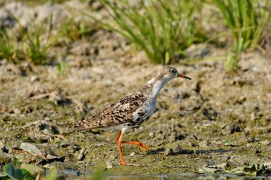 Ruff - (Philomachus pugnax) sahilde