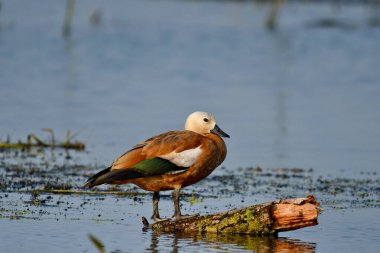 Ruddy Shelduck  - (Tadorna ferruginea) on water clipart