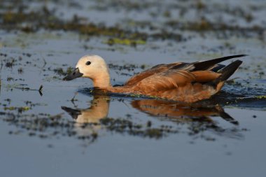 Ruddy Shelduck - (Tadorna ferruginea) suyun üzerinde