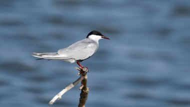 Bıyıklı Tern - (Chlidonias melezi) bir çubuğun üzerinde