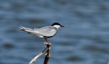 Bıyıklı Tern - (Chlidonias melezi) bir çubuğun üzerinde
