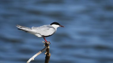Bıyıklı Tern - (Chlidonias melezi) bir çubuğun üzerinde